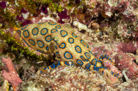Hapalochlaena lunulata (Blue-Ringed Octopus)