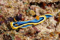 Chromodoris annae (Anna's Chromodoris)