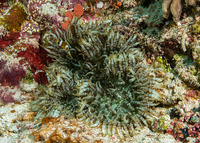 Heteractis aurora (Beaded Sea Anemone)