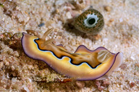 Goniobranchus coi (Co's Chromodoris)