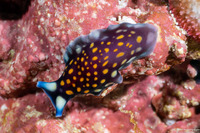 Pseudoceros lindae (Linda's Flatworm)