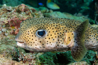 Diodon hystrix (Porcupinefish)