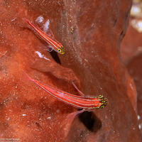 Helcogramma striata (Striped Triplefin)