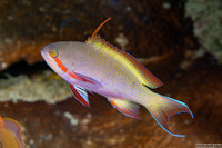 Pseudanthias huchtii (Threadfin Anthias)