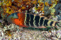 Cheilinus fasciatus (Redbreasted Wrasse)