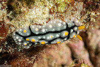 Phyllidia elegans (Elegant Phyllidia)