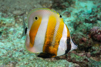Coradion chrysozonus (Orange-Banded Coralfish)