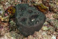 Luffariella sp.1 (Luffariella sp.1)