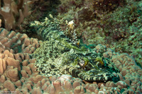 Cymbacephalus beauforti (Crocodile Flathead)