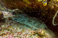 Eucrossorhinus dasypogon (Tasselled Wobbegong)