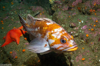 Sebastes caurinus (Copper Rockfish)