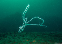 Apolemia uvaria (Apolemia Uvaria)