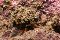 Pagurus beringanus (Bering Hermit Crab)