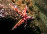 Orthasterias koehleri (Rainbow Star)