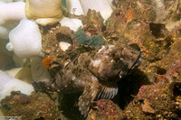 Scorpaenichthys marmoratus (Cabezon)