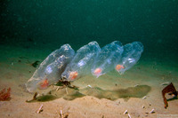 Thetys vagina (Pelagic Tunicate)