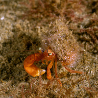 Pagurus retrorsimanus (Pagurus Retrorsimanus)