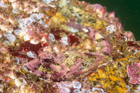 Artedius corallinus (Coralline Sculpin)