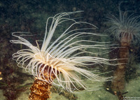Pachycerianthus fimbriatus (Tube-Dwelling Anemone)