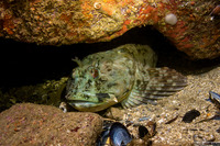 Scorpaenichthys marmoratus (Cabezon)