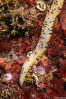 Eteone pacifica (Eteone pacifica)