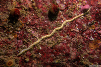 Eteone pacifica (Eteone pacifica)