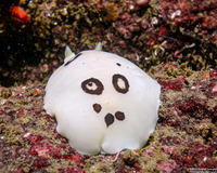 Diaulula sandiegensis (San Diego Dorid)