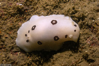 Diaulula sandiegensis (San Diego Dorid)