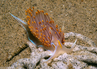 Hermissenda opalescens (Opalescent Nudibranch)