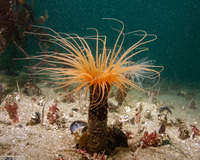 Pachycerianthus fimbriatus (Tube-Dwelling Anemone)