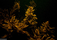 Stephanocystis osmundacea (Chain-Bladder Kelp)