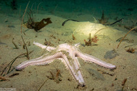 Astropecten armatus (Spiny Sand Star)