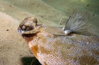 Hirudinea sp.1 (Leech)