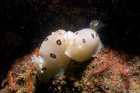 Diaulula sandiegensis (San Diego Dorid)