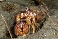 Pagurus armatus (Blackeyed Hermit Crab)