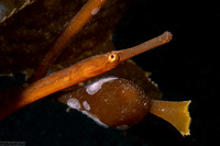 Syngnathus leptorhynchus (Bay Pipefish)