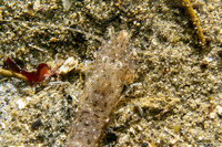 Crangon franciscorum (California Bay Shrimp)