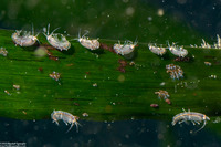 Protohyale sp.1 (Sea Flea)