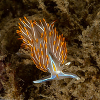 Hermissenda crassicornis (Hermissenda Crassicornis)