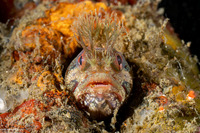 Neoclinus stephensae (Yellowfin Fringehead)