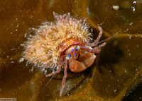 Pagurus retrorsimanus (Pagurus Retrorsimanus)