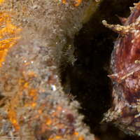 Heptacarpus pugettensis (Barred Shrimp)