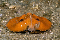 Cryptolithodes sitchensis (Umbrella Crab)