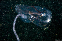 Salpa fusiformis (Common Salp)
