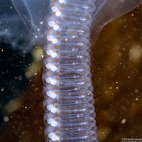 Salpa fusiformis (Common Salp)