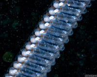 Salpa fusiformis (Common Salp)