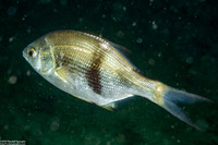 Rhacochilus vacca (Pile Perch)