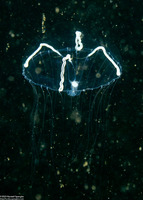 Mitrocoma cellularia (Cross Jelly)