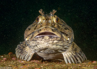 Scorpaenichthys marmoratus (Cabezon)