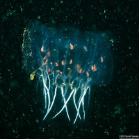 Cyclosalpa bakeri (Cyclosalpa Bakeri)